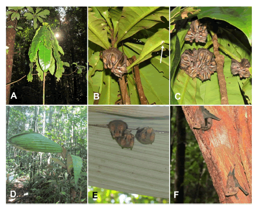 Roosts found in continuous, fragment and secondary forests of the BDFFP, Central Amazon, Brazil. (A) Conical tent in Potalia amara leaves observed in continuous forest; (B) Uroderma bilobatum in P. amara tent recorded in secondary forest, detail for the cut in the petiole of the leaf (white arrow); (C) Uroderma bilobatum in P. amara tent recorded in continuous forest; (D) Bifid tent in Astrocaryum sciophilum observed in continuous forest; (E) Mesophylla macconnelli in A. sciophilum leaf in continuous forest; (F) Three individuals of S. leptura located in a woody liana recorded in fragment forest. All photos by G. Appel.