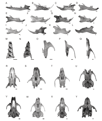 A-L: vista lateral das mand�bulas de: A) Gracilinanus microtarsus, esquerda; B) Akodon sp., direita; C) Necromys lasiurus, esquerda; D) Oxymycterus nasutus, direita; E) Oxymycterus quaestor, direita; F) Scapteromys meridionalis, direita; G) Oligoryzomys sp., direita; H) Sooretamys angouya, direita; I) Calomys tener, direita; J) Mus musculus, esquerda; K) Rattus rattus, direita; L) Cavia sp., esquerda. M-Q: vista ventral dos maxilares de: M) Cryptonanus guahybae, esquerdo; N) Gracilinanus microtarsus, esquerdo; O) Akodon sp., esquerdo; P) Oxymycterus nasutus, esquerdo; Q) Oxymycterus quaestor, esquerdo. R-Y: vista ventral dos cr�nios de: R) Necromys lasiurus; S) Thaptomys nigrita; T) Oligoryzomys sp.; U) Sooretamys angouya; V) Calomys tener; W) Mus musculus; X) Rattus rattus; Y) Cavia sp. Escala = 1 mm.