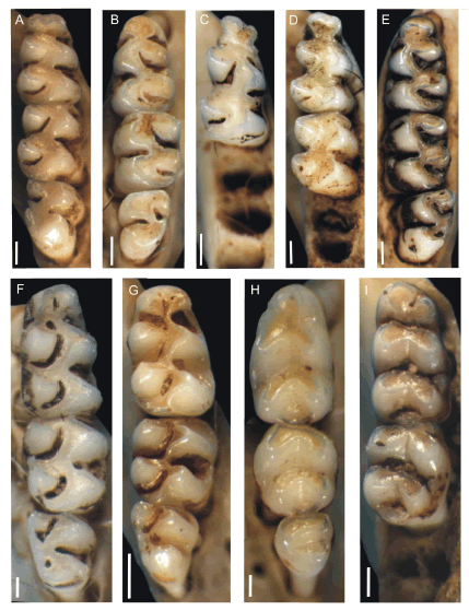 Vista oclusal dos molares inferiores (m) dos roedores provenientes de egagropilos de Tyto furcata da Usina Hidrel�trica Campos Novos, rio Canoas, Santa Catarina, sul do Brasil. A) Akodon sp., m1-m3 direito; B) Necromys lasiurus, m1-m3 esquerdo; C) Oxymycterus nasutus, m1 direito; D) Oxymycterus quaestor, m1-m2 direito; E) Scapteromys meridionalis, m1-m3 esquerdo; F) Oligoryzomys sp., m1-m3 direito; G) Calomys tener, m1-m3 direito; H) Mus musculus, m1-m3 esquerdo; I) Rattus rattus, m1-m2 direito. Escala: A-E, G, I = 500 �m; F, H = 200 �m.