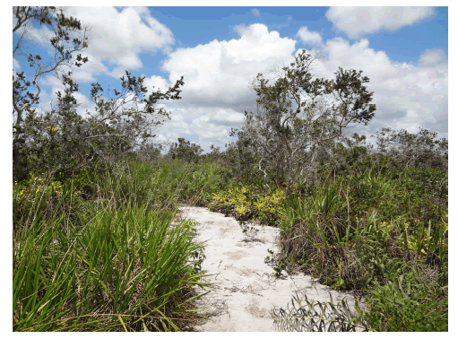 Example of Mussununga formations in the Atlantic Forest of northern Esp�rito Santo at Reserva Natural Vale &ndash; 19�13&rsquo;31&rdquo; S, 39�58&rsquo;46&rdquo; W (photo: Geovane S. Siqueira).