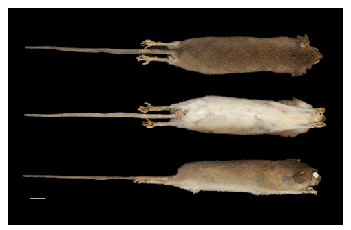 Museum skin of Cryptonanus agricolai (UFES-MAM 3075) from C�rrego do Veado Biological Reserve, Esp�rito Santo State, Brazil, in dorsal (top), ventral (middle), and right lateral (bottom) views. Scale = 10 mm (photo: Heitor Bissoli).