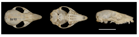 Dorsal (left), ventral (middle), and lateral (right) views of the cranium of Cryptonanus agricolai from Reserva Biol�gica do C�rrego do Veado, Esp�rito Santo, Brazil (UFES-MAM 3075). Scale = 10 mm (photos: Heitor Bissoli).