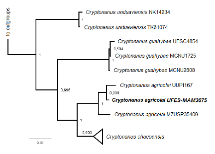 Phylogenetic inference of four species of Cryptonanus based on Bayesian Analysis of 801 bp of mitochondrial Cytochrome b sequences, performed using the TN64 + G model. Values at the nodes refer to Bayesian posterior probabilities. In bold, the specimen reported in the present study (UFES-MAM 3075). Gracilinanus peruanus and Thylamys citellus were used as outgroups.