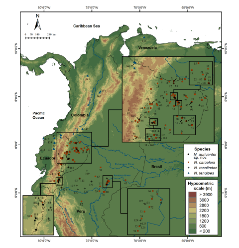 Map of northwestern South America depicting recording localities for the species of Neacomys associated with Neacomys auriventer sp. nov. Number of sites according to Table S3.