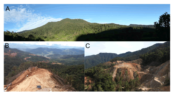 Habitat of Neacomys auriventer sp. nov. in Cordillera del C�ndor, Ecuador: A, Paquisha Alto, the type locality; B and C, intensive habitat destruction and forest fragmentation for mining activities at Tundayme.