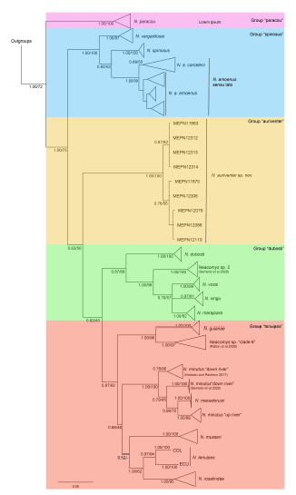 Phylogeny of the genus Neacomys (Cricetidae: Sigmodontinae): Tree resulting from the Bayesian Inference analysis of the Cyt b gene. The numbers indicate Bayesian posterior probabilities (PP, left of the slash) and Maximum Likelihood bootstrap support values (BS, the right of the slash). Five clearly differentiated clades were observed, belonging to the groups: "paracou" (violet), "spinosus" (blue), "dubosti" (green), "tenuipes" (red) and the new group "auriventer" (yellow).