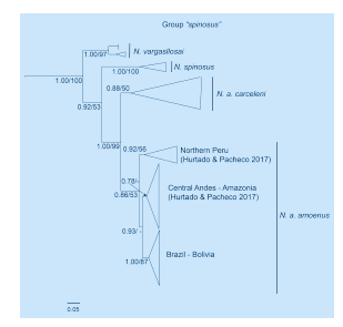 Phylogeny of the group "spinosus" of genus Neacomys (Cricetidae: Sigmodontinae) Tree resulting from the Bayesian Inference analysis of the Cyt b gene. Numbers indicate Bayesian posterior probabilities (PP, left of the slash) and Maximum Likelihood bootstrap support values (BS, right of the slash).