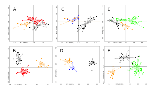 Morphometric analyses of five species of Neacomys. A) Scatter plot of the PCA of N. auriventer, N. carceleni and N. amoenus. B) Scatter plot of the DFA of N. auriventer, N. carceleni and N. amoenus. C) Scatter plot of the PCA of N. auriventer, N. carceleni and N. spinosus. D) Scatter plot of the DFA of N. auriventer, N. carceleni and N. spinosus. E) Scatter plot of the PCA of N. auriventer, N. carceleni and N. rosalindae. D) Scatter plot of the DFA of N. auriventer, N. carceleni and N. rosalindae.