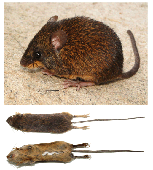 Neacomys auriventer sp. nov. (Cordillera del C�ndor, Ecuador). Top: adult male paratype (MEPN 12312), external aspect in live. Bottom: dorsal and ventral views of adult male holotype (MEPN 12081). Scales = 10 mm.