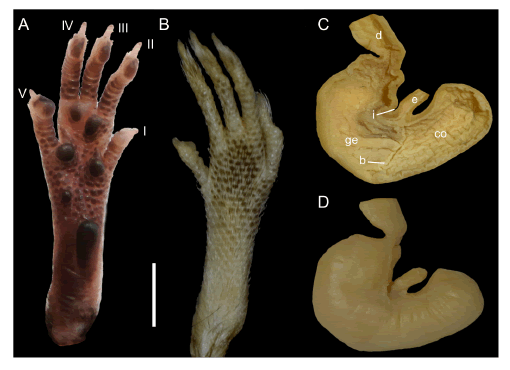 Ventral (A) and dorsal (B) views right of the hind foot of the adult male paratype of Neacomys auriventer sp. nov. (MEPN 12312; Cordillera del C�ndor, Ecuador), and internal (C) and external (D) views of the stomach of the same individual. Abbreviations: I-V = digits, b = bordering fold, co = cornified epithelium, d = duodenum, e = esophagus, ge = glandular epithelium, i = incisura angularis. Scale = 5 mm.