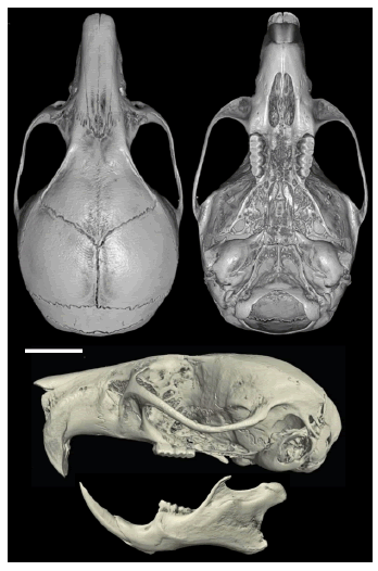 Skull of the holotype of Neacomys auriventer sp. nov. (MEPN 12081; Cordillera del C�ndor, Ecuador) in dorsal, ventral, and lateral views. Scale = 5 mm.