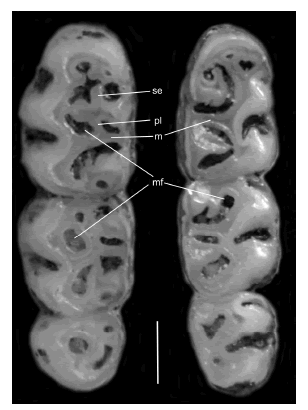 Occlusal view of right upper (left) and lower (right) toothrow of the holotype of Neacomys auriventer sp. nov. (MEPN 12081; Cordillera del C�ndor, Ecuador). Abbreviations: m = mesoloph/id, mf = mesofossette/id, pl = paralophule, se = spur of enamel. Scale = 0.5 mm.