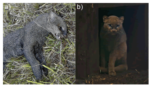 Registros de Herpailurus yagouaroundi en Uruguay: a) ejemplar de pelaje oscuro muerto por perros en la localidad de Sierra de R�os, Cerro Largo (modificada de Prigioni et al. 2020, con autorizaci�n); b) ejemplar de pelaje rojizo-ambiguo de Arroyo Sepulturas, Artigas (fotografiado en cautiverio por EMG en 1993).