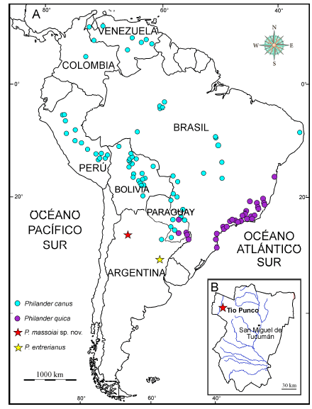 A. Mapa de Am�rica del Sur indicando la localidad de procedencia del holotipo de Philander massoiai sp. nov. (estrella roja), del holotipo de P. entrerianus (estrella amarilla), como as� tambi�n la distribuci�n de dos de las especies vivientes del g�nero: P. canus y P. quica. B. Detalle de la Provincia de Tucum�n, Argentina, indicando la localidad tipo de Philander massoiai sp. nov., Tio Punco.