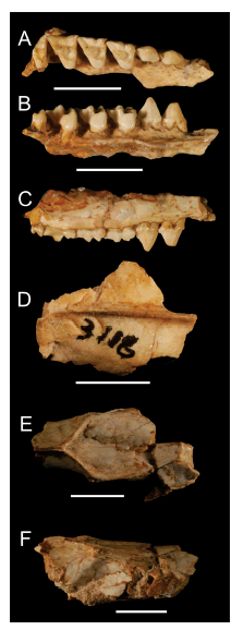 Philander massoiai sp. nov. Ejemplar PZVL 3118 (holotipo): A-C. Hemimaxilar derecho en vistas oclusal (A), lingual (B) y lateral (C); D. Fragmento del techo craneano en vista dorsal; E-F, fragmento craneano a la altura de la constricci�n interorbital, en vistas dorsal (E) y lateral (F). El extremo rostral de los huesos se ubica en el margen derecho de la figura. Escala =10 mm.