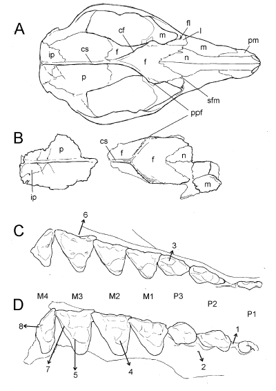 A-B. Dibujos esquem�ticos comparativos del cr�neo de Philander canus (A) y de P. massoiai sp. nov. (B); C. Detalle del hemaxilar derecho del mismo ejemplar de P. canus mostrando la serie P1-M4 en vista oclusal; D, detalle del maxilar del holotipo de P. massoiai mostrando las ra�ces del P1 y la serie P2-M4 en vista oclusal. A y C corresponden al mismo individuo (AMNH 210413) figurado en Voss et al. (2018: figs. 12 B y E). Los dibujos esquem�ticos no est�n en escala. Referencias: cf, cresta frontal; cs, cresta sagital; f, frontal; fl, foramen lacrimal; ip, interparietal; l, lacrimal; M1, M2, M3, M4, molares superiores; m, maxilar; n, nasal; P1, P2, P3, premolares superiores; p, parietal; pm, premaxilar; ppf, proceso postorbital del frontal; sfm, sutura frontomaxilar. Los n�meros que se muestran en los esquemas C-D indican las diferencias m�s importantes entre la dentici�n de P. massoiai y la de las especies vivientes: 1, la diastema entre P1 y P2 es proporcionalmente menor en P. massoiai; 2, los premolares en esta especie son m�s robustos; 3, el c�ngulo labial en el P3 de las especies vivientes est� m�s desarrollado; 4, los protoconos en P. massoiai son m�s anchos y robustos; 5, en esta especie se aprecia el metac�nulo en los M2-3; 6, el ectoflexo del M3 en las especies vivientes es m�s profundo; 7, la postmetacrista en P. massoiai es proporcionalmente m�s corta; 8, el metacono del M4 de esta especie es m�s reducido.