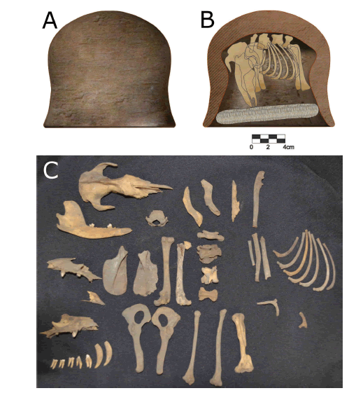 Remains of Didelphis pernigra found at the monastery del Carmen Alto, Ecuador. Inverted clay pot containing the remains of an adult opossum D. pernigra in its interior: A) external view; B) cross sectional diagram depicting the opossum bones and a corn cob; C) the opossum bone fragments found inside the clay pot.