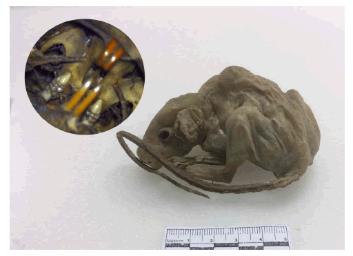 Mummified specimen of Rattus rattus found at the monastery de la Asunci�n, Guano, Ecuador. Circular inset: anterior view of the skull depicting the molars with three rows of cusps.