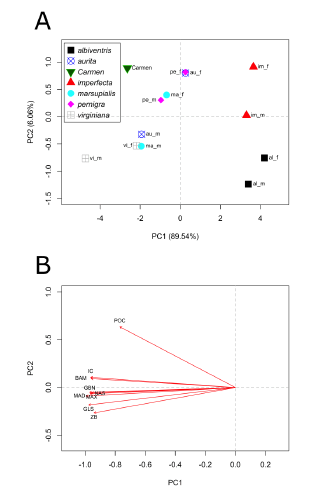 PCA analysis of the genus Didelphis and the archaeological sample found in the monastery del Carmen Alto, Ecuador: A) scatter plot of the two first principal components, B) vector plot showing the loadings of each measurement within the PCA scatter plot. Females (_f), males (_m); measurement abbreviations available in legend of Table 1 .