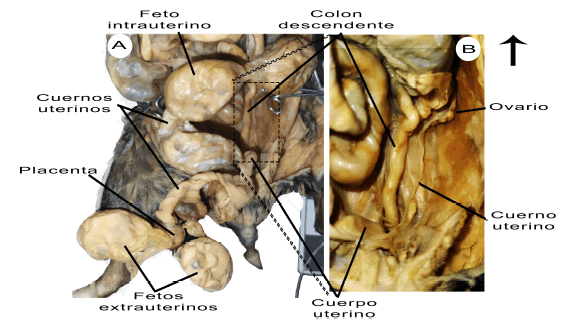 Fetos en Euryoryzomys nitidus (ejemplar PZII-49, Tumapasa, Bolivia): A, se observan dos cuernos uterinos, uno con fetos internos y otro cuerno uterino con torci�n con fetos externos; B, se observa un tercer cuerno uterino y los ovarios que est�n conectados a este. La flecha se�ala hacia d�nde est� la cabeza del animal.