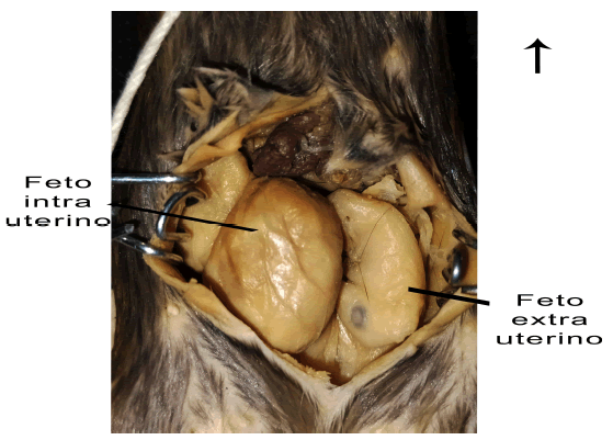 Comparaci�n entre un feto extrauterino y otro intrauterino en Oligoryzomys microtis (ejemplar SRC-320, Estancia Sara Ana, Bolivia). La flecha se�ala hacia d�nde est� la cabeza del animal.