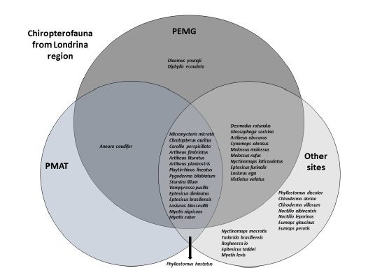 Venn-Euler diagram to illustrate occurrence of bat species in the Londrina region, Paran� state, Southern Brazil. &ndash; PEMG- Parque Estadual Mata dos Godoy; PMAT- Parque Municipal Arthur Thomas; Other sites - Mata do Bule, Fazenda Imba�va, Ch�cara Kanashiro, Ch�cara Vit�ria, Fazenda Regina, Universidade Estadual de Londrina Campus/ Horto Florestal, Jardim Bot�nico de Londrina, banks of the Igap� Lake, non-identified urban areas (valleys and human building). The arrow indicates the Phyllostomus hastatus position in the diagram.