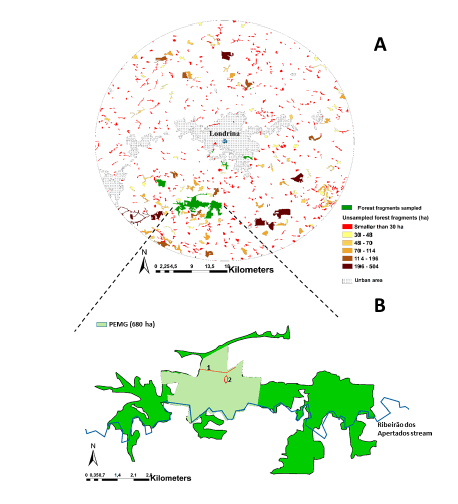 a) The 30 km2 buffer from downtown Londrina, Paran� state, Southern Brazil. Green: fragments sampled for bats. Other colors: unsampled fragments according to size in hectares. b) Forest fragment where the Parque Estadual Mata dos Godoy (PEMG) and the Ribeir�o dos Apertados stream are located. Bat capture sites: 1-Trilha dos Catetos; 2- Trilha das Perobas.