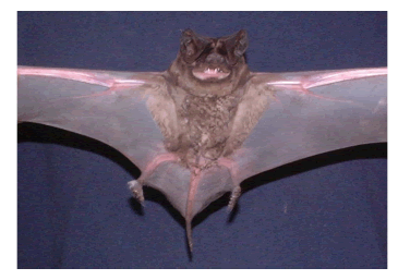 A Eumops perotis individual received alive by the Laborat�rio de Ecologia de Mam�feros, Universidade Estadual de Londrina, on August 03, 2004. The bat was identified and released. Photo: I. P. de Lima.