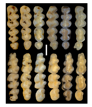 M1 (above) and m1 (below) of selected North American cricetid taxa. Not to scale, all specimens adjusted to equal size. All occlusal views with anterior up and lingual right. A, Acrolophomys rhodopetros: m1, LACM 156372 (holotype, reversed), Dove Spring Fm., from Kelly & Whistler (2014). B, Tregomys sp.: M1, cast of OMNH 75054; m1, scan of OMNH 75140, Whisenhunt. C, Lindsaymys takeuchii: M1, LACM 126050 (holotype, reversed); m1, LACM 150735 (reversed), Dove Spring Fm., from Kelly & Whistler (2014). D, Copemys dentalis: M1, UCMP 310098 (reversed); m1, UCMP 29635 (holotype, reversed), Fish Lake Valley, from Kelly et al. (2020). E, Copemys loxodon: M1, UCMP 317469 (reversed); m1, UCMP 317625, Jacona, from Ronez et al. (2020b). F, Symmetrodontomys simplicidens: (Meade Basin uncatalogued lab numbers provided) M1, Wiens C-1 (reversed); m1, Wiens C-4 (reversed). G, Jacobsomys dailyi: M1, cast of UCMP 320583, Horn Toad Hills; m1, cast of UCMP 387567, Maxum. H, Jacobsomys verdensis: M1, cast of MNA V4849 (holotype, reversed); m1, cast of MNA V4849 (holotype), Verde Fm. I, Bensonomys lindsayi: (uncatalogued LACM field numbers provided) M1, CVF 14182; m1, CVF 13764 (reversed), Coal Valley Fm. J, Abelmoschomys simpsoni: M1, UF 61327; m1, UF 61335 (reversed), Love Bone Bed.