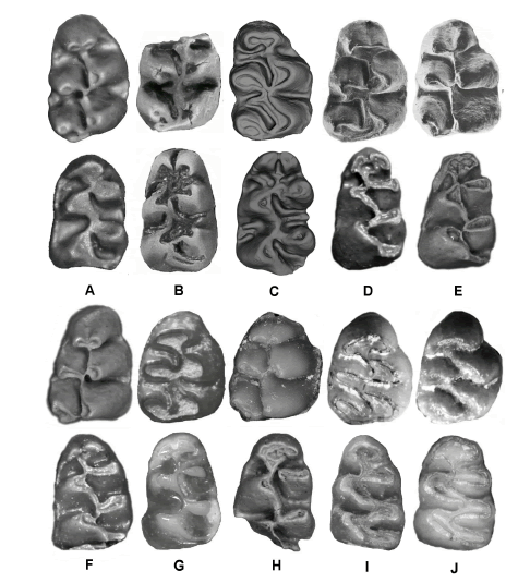 M1 (above) and m1 (below) of selected North American cricetid taxa. Not to scale, all specimens adjusted to equal size. All occlusal views with anterior up and lingual right. A, Postcopemys repenningi: M1, cast of UCMP 87535; m1, cast of UCMP 87901, Maxum. B, Postcopemys chapalensis: partial M1, IGM-4851 (reversed); m1, IGM-4850 (holotype), Chapala Fm., from Rinc�n et al. (2016). C, Honeymys mariae: M1, scan of TMM 43645-12871; m1, scan of TMM 43645-12866 (holotype), Whisenhunt. D, Prosigmodon oroscoi: M1, IGCU 7244 (reversed), from (Carranza-Casta�eda & Walton 1992); m1, cast of IGCU 1245, Rancho el Ocote. E, Prosigmodon ferrusquiai: M1, IGCU 7237 (reversed), from (Carranza-Casta�eda & Walton 1992); m1, cast of IGCU 7220, Rancho El Ocote. F, Prosigmodon chihuahuensis: M1, cast of IGM 5809; m1, cast of IGM 5808, Yep�mera. G, Prosigmodon tecolotum: M1, MPGJ 1855; m1, MPGJ 3646, Tecolotl�n, from Pacheco-Castro et al. (2019). H, Prosigmodon holocuspis: M1, FHSM 15457, Meade Basin-Raptor 1C; m1, cast of MNA V4831, Verde Fm. I, Sigmodon minor: M1, UF 239721 (reversed), Haile 7G; m1, USNM 10512 (holotype), Curtis Ranch. J, S. curtisi: M1, UF 22040, Inglis 1A; m1, USNM 10510 (holotype), Curtis Ranch.