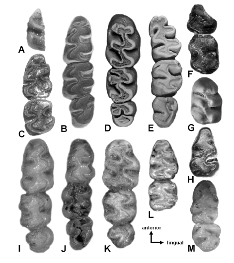 Ancient South American cricetids: morphological diversity illustrated by dentary and molars (occlusal views) of selected taxa. Not to scale, all specimens adjusted to equal size. A, &ldquo;Sigmodontinae indet.&rdquo; of Nasif et al. (2009), left M2? Unnumbered, near Entre R�os, Catamarca, Andalhuala Fm., late Miocene. B, Necromys bonapartei, left m1-m3, GHUNLPam 19611, Caleuf�, La Pampa, Cerro Azul Fm., Montehermosan. C, N. bonapartei, left m1-m2, MD-FM-08-42, Farola de Monte Hermoso, Buenos Aires, Monte Hermoso Fm., Montehermosan. D, Kraglievichimys formosus, left M1-M3, MLP 48-XII-16-140, Farola de Monte Hermoso, Buenos Aires, Monte Hermoso Fm., Montehermosan. E, K. formosus, right m1-m3, PVL 2397 (holotype, reversed), Farola de Monte Hermoso, Buenos Aires, Monte Hermoso Fm., Montehermosan. F, Sigmodontinae gen. et sp. indet., right partial m1 and m2, unnumbered (reversed), Farola de Monte Hermoso, Buenos Aires, Monte Hermoso Fm., Montehermosan. G, Kraglievichimys? left M1, MLP unnumbered, Cascada Grande, Quequ�n Salado river, Buenos Aires, Irene Fm., Montehermosan. H, Sigmodontinae gen. et sp. indet., right m1, MLP unnumbered (reversed), Cascada de la Ruta, Quequ�n Salado river, Buenos Aires, Irene Fm., Montehermosan. I, J, Akodon kermacki, left M1-M3 and right m1-m3 (reversed), respectively, MMP S-321 (holotype), Punta Lober�a, Buenos Aires, Chapadmalal Fm., Chapadmalalan. K, L, Dankomys simpsoni, left M1-M3 and right m1-m3 (reversed), respectively, MMP M-1153 (holotype), Playa Chapadmalal, Buenos Aires, Chapadmalal Fm., Chapadmalalan. M, Graomys dorae, right m1-m2, MMP M-743 (holotype, reversed), Bajada de las Palomas, Buenos Aires, Chapadmalal Fm., Chapadmalalan.