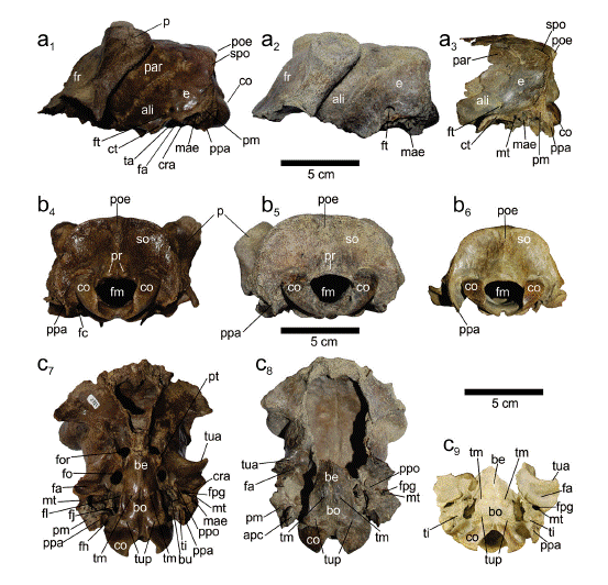 Caja craneana de ejemplares f�siles de Morenelaphus y taxones vivientes de Cervidae: a. Vista lateral del cr�neo: 1. MFA-G-Pv 1312, 2. MFA-G-Pv 1722, 3. MACN-Pv 12630; b. Vista caudal de la regi�n occipital: 4. MFA-G-Pv 1312, 5. MFA-G-Pv 1722, 6. MACN-Pv 12630; c. Vista ventral del basicr�neo: 7. MFA-G-Pv 1312, 8. MFA-G-Pv 1722, 9. MACN-Pv 12630, 10. MPA-85-189-I-D, 11. Cervus elaphus (MACN s/n). 12. Rangifer tarandus (MACN 4331). Ver materiales y m�todos para descripci�n de las abreviaturas anat�micas.