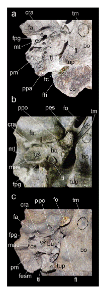 Detalle del sector auditivo y estructuras asociadas en Morenelaphus: a. MACN-Pv 16578; b. MACN-Pv 11565; c. MACN-Pv 11730. Ver materiales y m�todos para descrip- ci�n de las abreviaturas anat�micas.