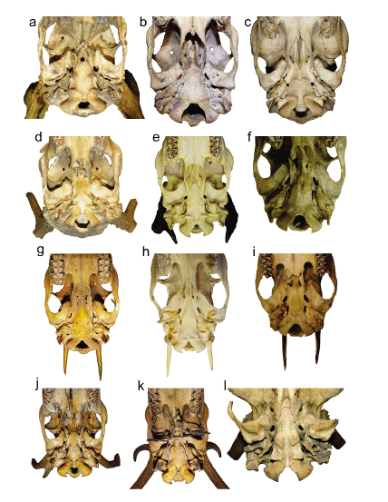 Vista ventral del basicr�neo de ejemplares machos adultos de Cervidae vivientes de Am�rica y el Viejo Mundo: Blastocerus dichotomus (MACN-Ma 13-1); b. Hippocamelus bisulcus (SGO.Ma 1024); c. H. antisiensis (MACN-Ma 5362); d. Ozotoceros bezoarticus (MACN-Ma 49183); e. Odocoileus virginianus (AMNH 100289); f. Mazama gouazoubira (CFA-MA 06345); g. M. nana (MACN-Ma 24691); h. Pudu puda (SGO.Ma 559); i. P. mephistophiles (AMNH 181506); j, Rangifer tarandus (MACN); k, Dama dama (MACN-Ma 4397); L, Cervus elaphus (MACN-Ma s/n). Sin escalar.