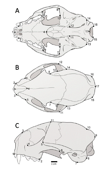 Landmarks digitized in the crania of Herpailurus yagouaroundi. Ventral view (A): midpoint of incisive series (1); anteriormost point of canines (2–3); posteriormost point of interpalatine suture (4); anterior point (5–6), external edge (7–8) and internal edge (9–10) of temporal fossa; anterior (11–12) and posterior (13–14) extremes of tympanic bulla; internal apex of occipital condyle (15–16); inferiormost point in the foramen magnum (17). Dorsal view (B): anteriormost point of the sutura internasalis (1); tip of nasal process (2–3); midpoint of sutura frontonasalis (4); infraorbital foramen (5–6); narrowest point between frontals (7–8); anterior point of squamous (9–10); most external posterior point of zygomatic arch (11–12); posterior point of squamous (13–14); lateralmost point of occipital (15–16); inion (17). Lateral view (C): anteriormost (1) and posteriormost (2) points of dentary row; anteriormost point of sutura frontonasalis (3); lacrimal foramen (4); dorsal (5) and ventral (6) ends of the squamous-jugal suture along the zygomatic arch; ventralmost point of tympanic bulla (7); tip of paracondylar process (8); posteriormost point of occipital (9); intersection of temporal line and sagittal crest (10); projection of the orbital processes onto the frontal midline (11).