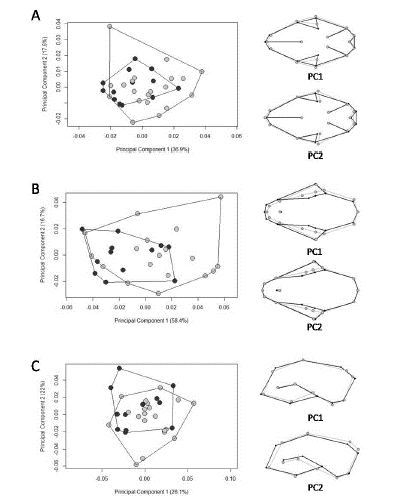 Scatterplots of the two first principal components (PCs) of cranial shape variation in Herpailurus yagouaroundi specimens from Brazil, in ventral (A), dorsal (B) and lateral (C) views. Black wireframes represent positive PC scores and grey wireframes negative PC scores. Males are represented by light grey circles and females by dark grey circles.