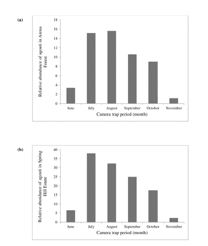 Relative abundance of red-rumped agouti during the camera trap study period in (a) Arena Forest Reserve and (b) Spring Hill Estate.