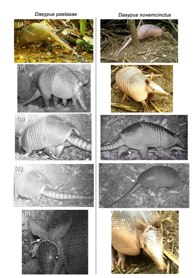 External diagnostic traits to differentiate D. pastasae (left) from D. novemcinctus (right) from camera trap records. (a) Large segmented/unsegmented portion of the tail ratio and number of movable bands of the carapace (b) robust and long face, (c) well-developed scales on the knee of the hind legs, (d) more robust tail, (e) less developed occipital lobe, leaving a clear gap between the cephalic shield and ears.