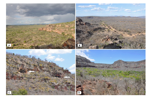 Parque Nacional do Catimbau, Pernambuco, Nordeste do Brasil. A - Caatinga na Esta��o Chuvosa, B - Caatinga na Esta��o Seca, C - Afloramento Rochoso Aren�tico com Cavidades e D - Pared�o Rochoso Aren�tico.