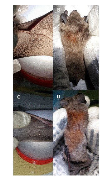 Marcas temporales de Myotis chiloensis: (A) perforaci�n del patagio (inicial) y (B) tintura de pelo (segunda recaptura); y Tadarida brasiliensis: (C) perforaci�n del patagio (primera recaptura) y (D) tintura de pelo (inicial).
