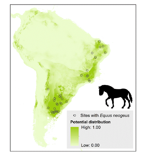 Potential distribution in South America of the extinct Neotropical equid Equus neogeus during the late Pleistocene– early Holocene. The extinction of this large herbivore during the early Holocene coincides with that of several other megaherbivore species and is associated with the development of a new lithic technology, a fish-tail projectile point, used by humans to hunt large mammals. Modified from Prates & Perez (2021) with permission from the authors. Silhouette of the horse by Mercedes Yrayzoz (vectorized by T. Michael Keesey); from https://creativecommons.org/licenses/by/3.0.