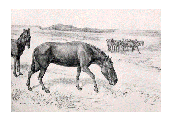 Illustration of Hippidion principale, one of the equid species that populated South America during the Pleistocene. The ecological role that this and other equid species played in the Neotropical ecosystems could be replaced by extant Equus species, such as de horse Equus ferus caballus or the donkey Equus africanus asinus, which can be used as surrogates of the extinct species in trophic rewilding projects. Source: Wikimedia Commons. Author: Robert Bruce Horsfall, from W.B. Scott’s “A History of Land Mammals in the Western Hemisphere.” New York: The Macmillan Company.