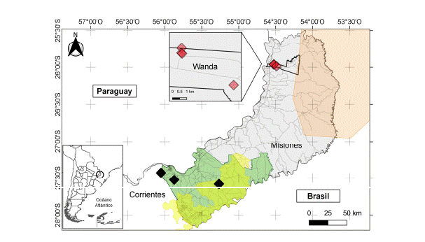 Distribuci�n estimada de Calomys tener (Winge, 1887) seg�n la IUCN (color rosa, Leite & Patterson 2016) y seg�n SADyS-SAREM (color amarillo, Teta 2019), y distribuci�n estimada de C. laucha (pol�gono verde) basado en Massoia et al. (2006) en Misiones, Argentina. Con rombos negros se indican los registros de C. tener confirmados gen�ticamente reportados por Galliari & Pardi�as (2021) y Gonz�lez-Ittig et al. (2014, 2019), y los nuevos registros reportados en este trabajo (rombos rojos) en la localidad de Wanda (pol�gono delimitado con negro). En el recuadro gris se detalla el �rea de estudio relevada en este trabajo.