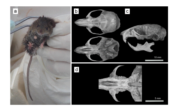 a) Vista corporal externa, b) vista dorsal (arriba) y ventral (abajo) del cr�neo, c) vista lateral del cr�neo y labial de la hemimand�bula izquierda y d) detalle del paladar y molares del individuo HP23 de Calomys tener capturado en un campo de monocultivo de yerba en la localidad de Wanda, departamento Iguaz�, Misiones.