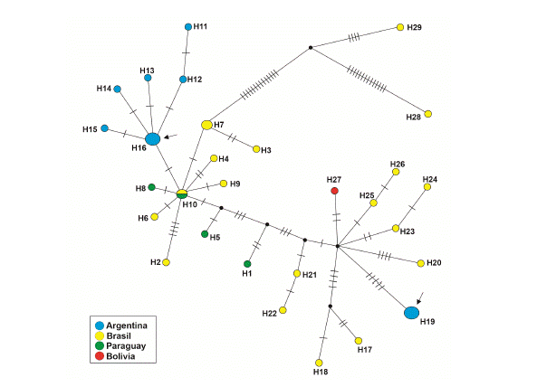 Red de haplotipos mitocondriales de ejemplares de Calomys tener. El tama�o de los c�rculos indica la frecuencia de los haplotipos. Los colores representan a los pa�ses donde fue detectado cada haplotipo. Los pasos mutacionales entre haplotipos diferentes se representan con peque�as l�neas negras perpendiculares. Los c�rculos negros corresponden a haplotipos hipot�ticos. Las flechas indican los haplotipos que incluyen las secuencias de los individuos capturados en este estudio.