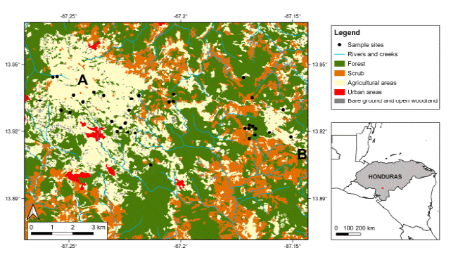 Location map of the study area. Indicated are land use and cover, and mist-netting sites. A: Cerro de Hula; B: Monta�a de Izopo. Land cover data from Atlas Municipal Forestal y Cobertura de la Tierra (ICF 2015).