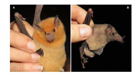 A = A male Leptonycteris yerbabuenae caught on 7 May 2014 in Santa Ana; B = A male Choeronycteris mexicana caught on 19 June 2014 on Monta�a de Izopo, Santa Ana.