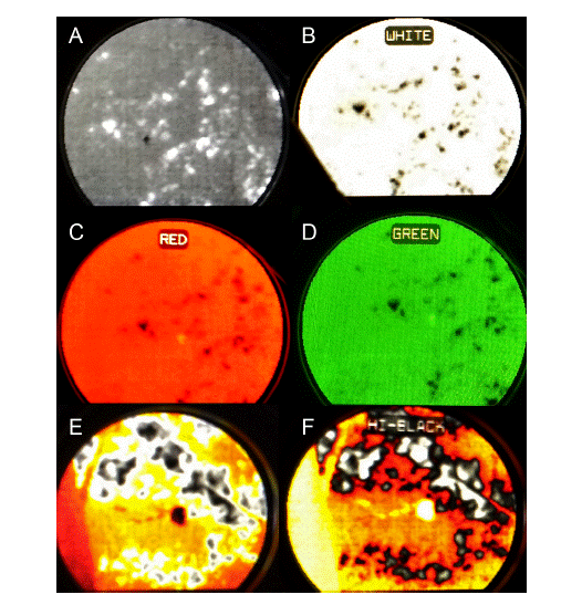 Colour palettes available in the LTO-Thermal Tracker were: A) black; B) white; C) red; D) green; E) hi-white; and F) hi-black. Warmer element colours varied according to the colour palette.