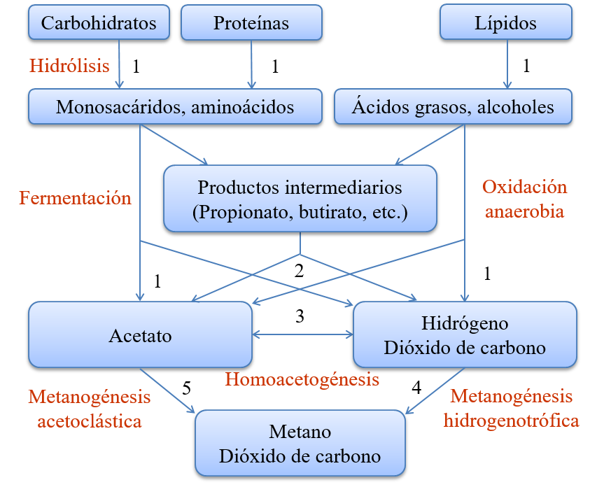 Proceso global de la digesti�n anaerobia de sustratos org�nicos para producci�n �ltima de metano. Los n�meros indican el grupo de bacterias involucrado: 1) bacterias hidrol�ticas y fermentativas, 2) bacterias acetog�nicas, 3) bacterias homoacetog�nicas, 4) metan�genos hidrogenotr�ficos y 5) metan�genos acetocl�sticos.