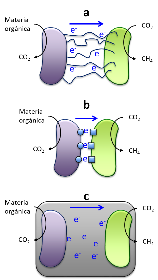 Mecanismos de transferencia de electrones entre especies de microorganismos (p�rpura = donador de electrones, verde = aceptor de electrones) mediante el proceso diet.a) Transferencia de electrones a trav�s de pili el�ctricamente conductivos (azul), b) transferencia de electrones entre prote�nas de transporte (c�rculos y cuadros en azul), c) transferencia de electrones utilizando materiales conductores (cuadro naranja).